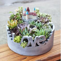 多肉植物组合盆栽 天鹅城堡 办公室盆景 创意情人节生日礼物
