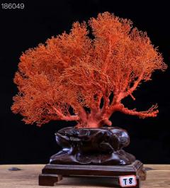 红珊瑚树，完整标本