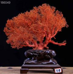 红珊瑚树，完整标本