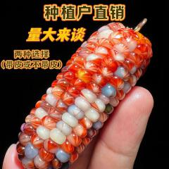 七彩宝石文玩玉米带皮天然宝石血丝文玩玉米毛料，不带皮